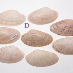 8 Small Sunray Venus Seashells 3.25-4 Inches Clam Shells Macrocallista Nimbosa image 5