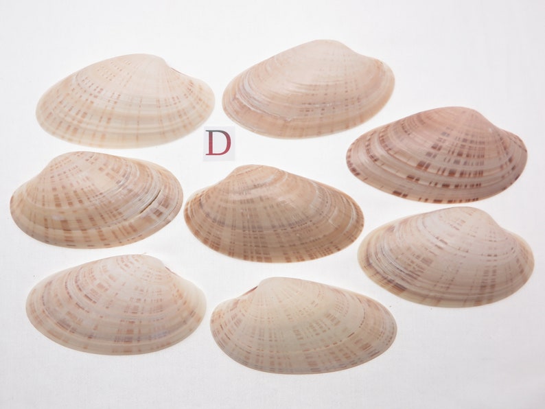 8 Small Sunray Venus Seashells 3.25-4 Inches Clam Shells Macrocallista Nimbosa image 5