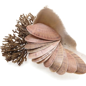 May include: A collection of seashells arranged in a fan shape, with a piece of coral and a large, irregular shell fragment. The seashells are a light brown color with darker brown stripes. The coral is a dark brown color.