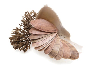 15 Sunray Venus Seashells - 2.5-3.25 Inches Clam Shells Macrocallista Nimbosa