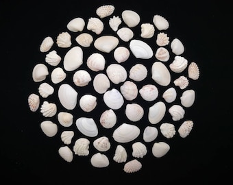 60 Small Florida Seashells - Gulf Coast Seashells