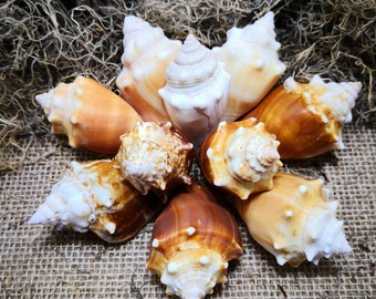 10 Fighting Conch Seashells for Crafting - Strombus Alatus - Wedding Favors