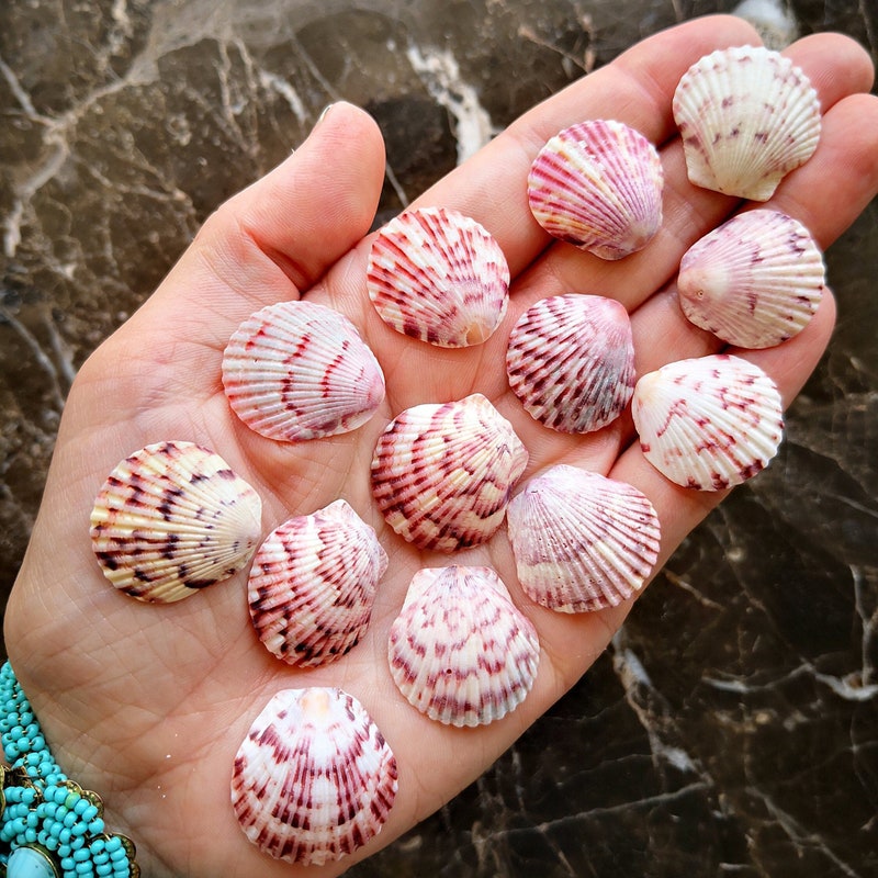 Calico Scallop Shell - Etsy