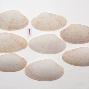 8 Small Sunray Venus Seashells 3.25-4 Inches Clam Shells Macrocallista Nimbosa image 8