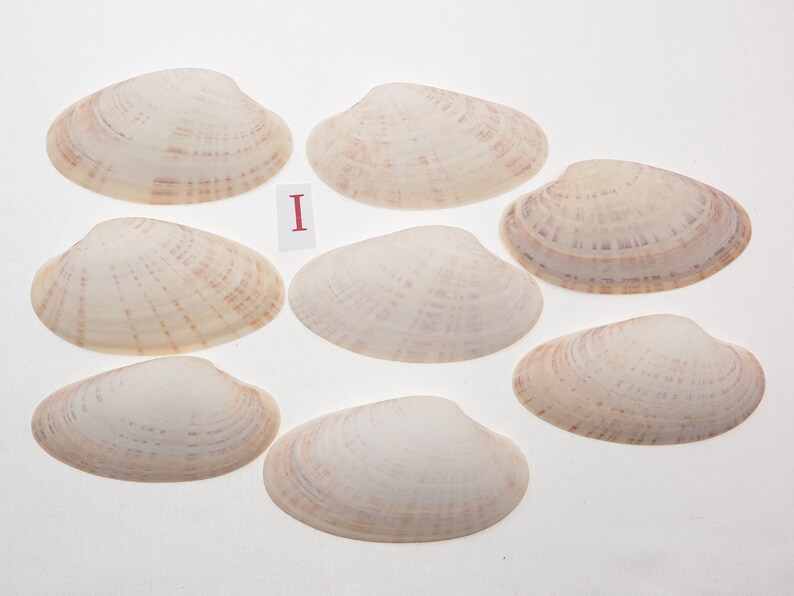 8 Small Sunray Venus Seashells 3.25-4 Inches Clam Shells Macrocallista Nimbosa image 8