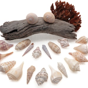 20 Selected Authentic Florida Seashells - Decor Supplies
