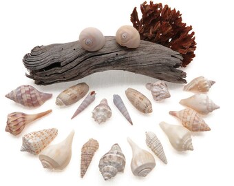 20 Selected Authentic Florida Seashells - Decor Supplies