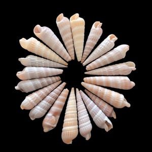 May include: A circular arrangement of cone-shaped seashells against a black background. The shells are primarily beige and cream-colored, with subtle stripes and patterns. The shells are arranged in a radial pattern, creating a visually appealing design.