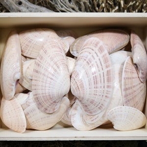 May include: A wooden crate filled with numerous seashells. The shells are primarily white with subtle pink and brown striped patterns. The crate is made of light-colored wood and has cut-out handles on the sides.