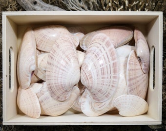 8 Small Sunray Venus Seashells - 3-3.75 Inches Clam Shells Macrocallista Nimbosa