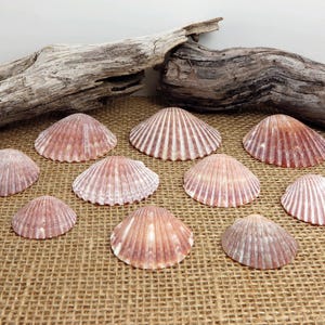 10 Red Bay Scallop Seashells -  2 inches Argopecten Irradians