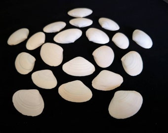 20 Tiny Atlantic Surf Clam Shells - 2-2.5 inches Clamshells