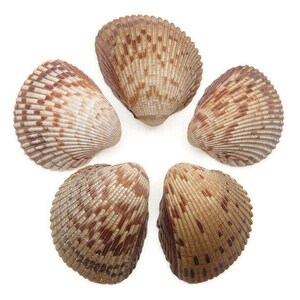 May include: Five brown and white seashells arranged in a circle on a white background.
