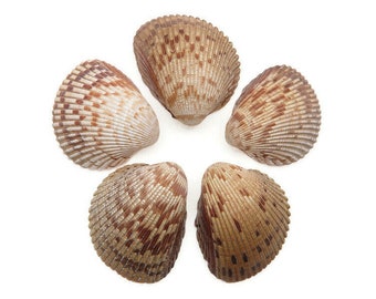 5 Atlantic Cockleshell - Great Heart Cockle - 2.75-3 Inches