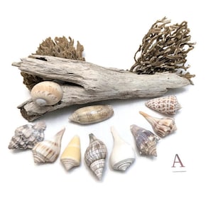 10 Mix of Selected Authentic Florida Seashells