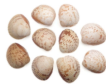 10 Atlantic Cockleshells - Great Heart Cockles - 2.5 Inches