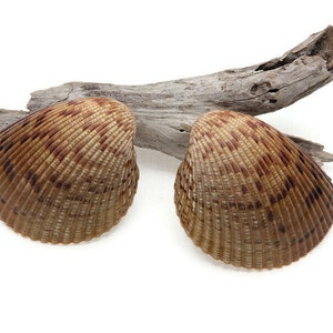 2x2 Great Heart Cockles - 2.75-3 inches Atlantic Cockleshell