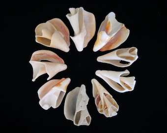 3 Weathered Seashells For Crafts And Decor - 2-2.5 Inches Imperfect Seashells