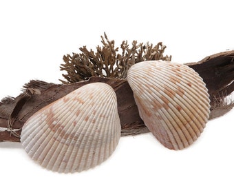 2 Large Atlantic Cockleshells - Great Heart Cockles - 3.75-4 Inches