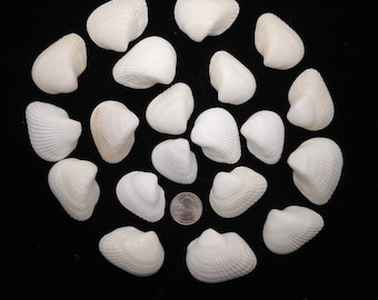 20 Light Color Ark Seashells For Crafting And Decorating - 1.5-2 Inches