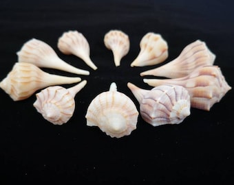 10 Tiny Florida Lighting Whelks - 1-2.5 Inches Craft Seashells