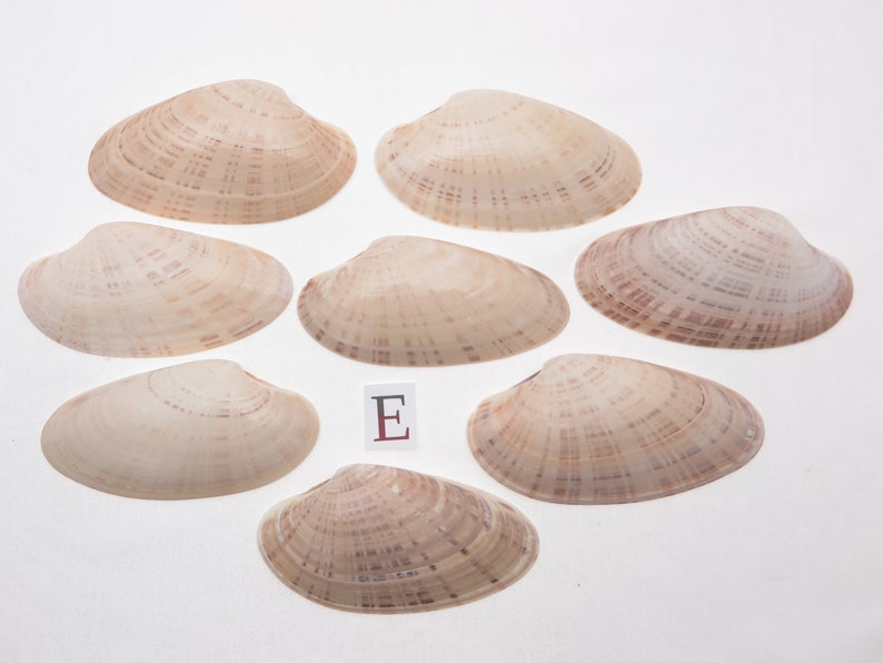 8 Small Sunray Venus Seashells 3.25-4 Inches Clam Shells Macrocallista Nimbosa image 6