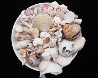 100 Selected Aged Florida Craft Seashells - 2 LB Of Imperfect Shells