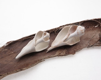 2 Unique Weathered Florida Seashells - Aged Florida Shells