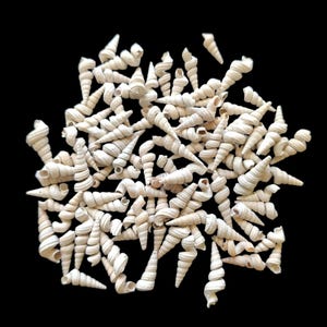 May include: A collection of numerous small, off-white spiral seashells arranged in a dense cluster. Each shell features a distinct elongated, conical shape with a textured, ridged surface and a hollow opening at the wider end, scattered randomly.