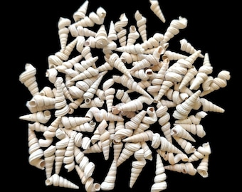 Mix of 100 Horn and Worm Seashells - Spiral Shells 0.75-1.25 inch