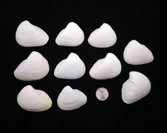 10 Selected Large Ark Seashells - 2-2.5 Inches Clams For Crafts And Decorating