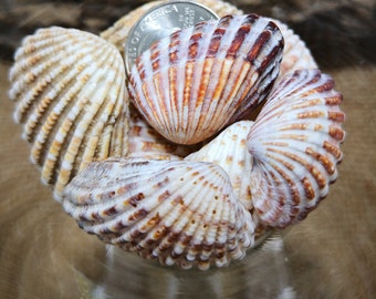 15 Large Cardita Seashells - Broad Ribbed Cardita Seashells for Crafting and Decorating - Carditamera Floridana