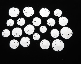 20 Sand Dollars - Various Sizes 1-1.75 inches