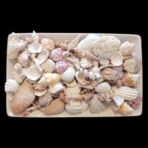 May include: A rectangular white dish filled with a variety of seashells in shades of white, tan, pink, and brown. The shells vary in size and shape, including spiral, fan, and rounded forms. Some coral is also present.
