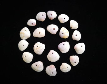 20 Cross-Barred Venus Seashells With Holes - Florida Beach Shells For Crafting and Decorating