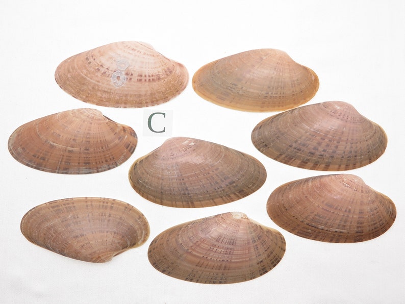 8 Small Sunray Venus Seashells 3.25-4 Inches Clam Shells Macrocallista Nimbosa image 4