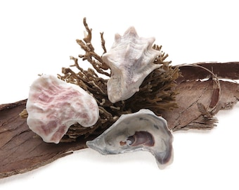 20 Selected Small Oyster Cup Clamshells - Crassostrea Virginica