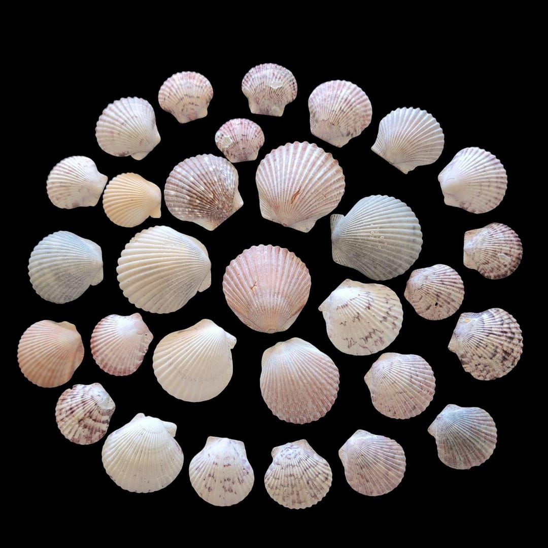 30 Weathered Calico Scallop Seashells: Imperfect 1-1.75 Inches Natural ...