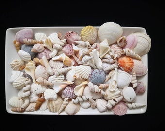 100 Small Weathered Florida Craft Seashells - Imperfect Shells