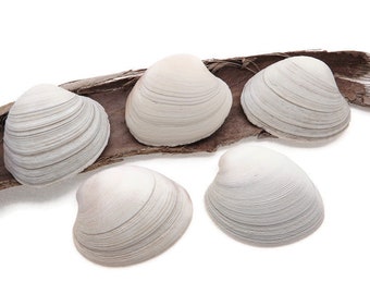 5 Quahog Seashells - 2.5-2.75 Inches Wide Clamshells for Coastal Decor