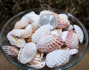 30 Broad Ribbed Cardita Seashells for Crafting and Decorating - Carditamera Floridana