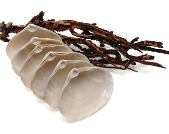 6 Atlantic Surf Clamshells - 3 Inches - Seashells for Wedding