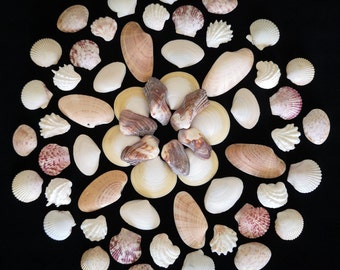 60 Florida Clam Seashells for Crafts and Decorating
