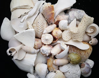 50-60 Large Weathered Florida Craft Seashells - 5 LB Of Imperfect Shells