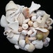 see more listings in the Seashells Fossils section