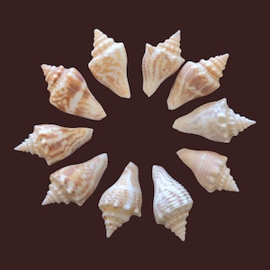 May include: A collection of seashells arranged in a circular pattern against a brown background. The shells are primarily beige and brown, with a spiral shape and pointed tips. The arrangement creates a decorative display.