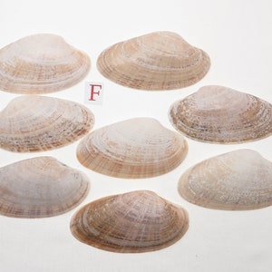 8 Small Sunray Venus Seashells 3.25-4 Inches Clam Shells Macrocallista Nimbosa image 7