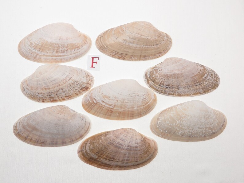 8 Small Sunray Venus Seashells 3.25-4 Inches Clam Shells Macrocallista Nimbosa image 7