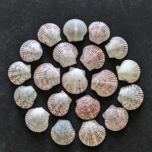 20 Colorful Atlantic Calico Scallop Seashells For Crafting - Argopecten Gibbus