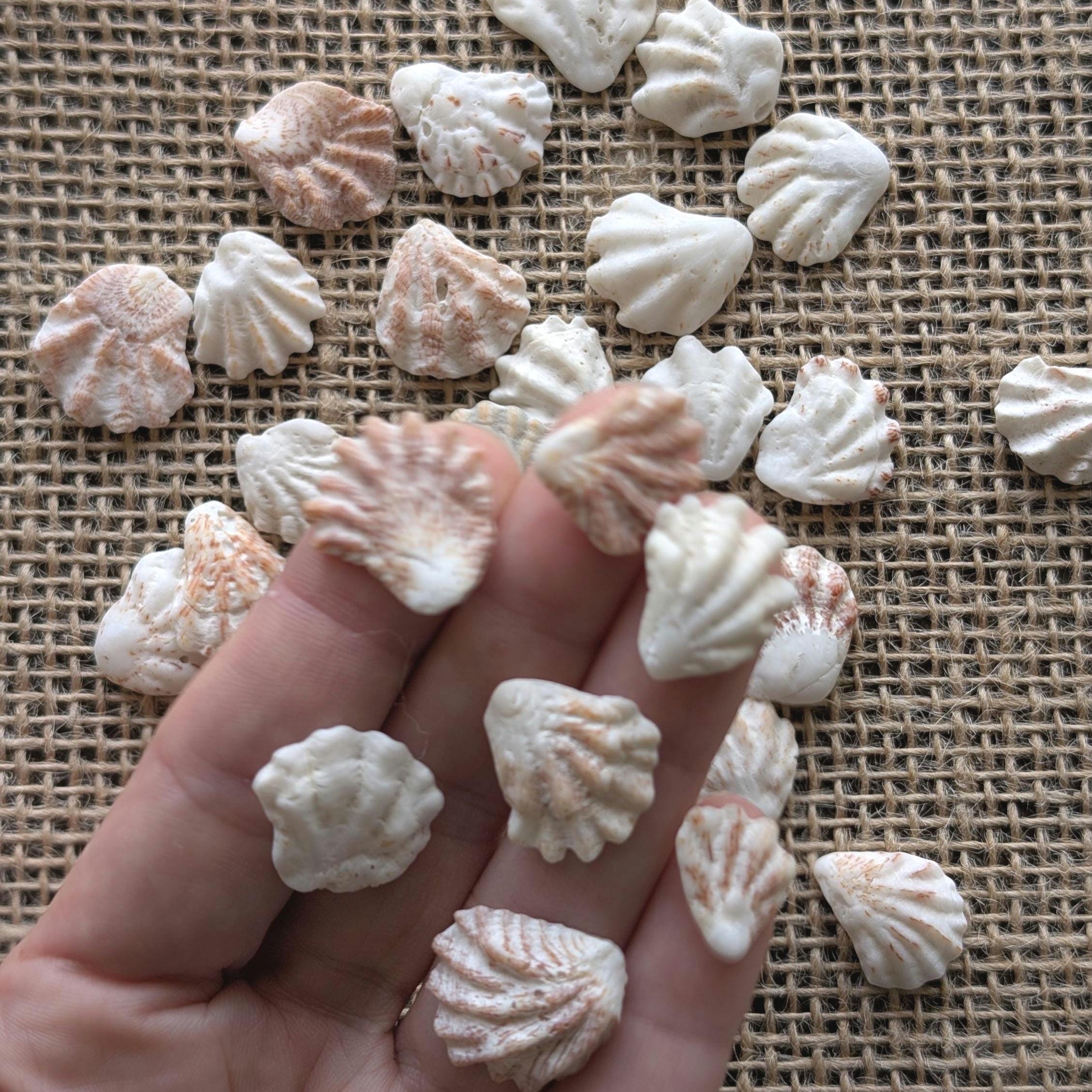 30 Atlantic Kitten Paw Seashells - Plicatula Gibbosa - Florida's Mini ...